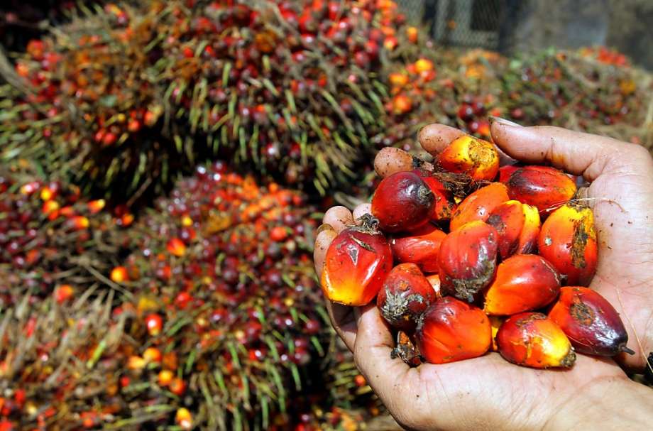 Must Know about Palm oil and its Derivatives that can Appear Under Many Names